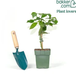 Dornenlose Brombeere 'Black Satin' - Beeren pflücken ohne Kratzer