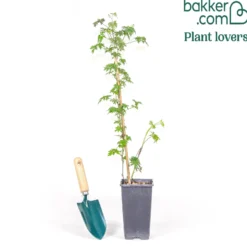 Dornenlose Brombeere "Thornless Evergreen" - Ernten ohne Kratzer