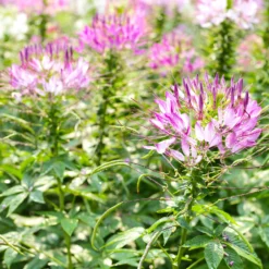 Dornige Cleome Rose Beauty - Rosa Blütenwolke im Nu