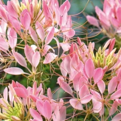 Dornige Cleome Rose Beauty - Rosa Blütenwolke im Nu