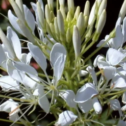 Dornige Cleome White Queen - Weiße Blütenwolke im Sommer