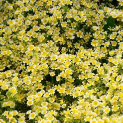 Douglas-Sumpfblume - Bienenmagnet für Sonnenplätze