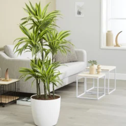 Dracaena 'Lemon Lime' (Zitronenlimone) - Frisches Grün, sofort schön