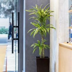 Dracaena 'Lemon Lime' (Zitronenlimone) - Frisches Grün, sofort schön