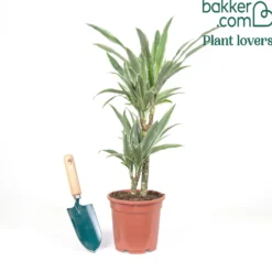 Dracaena Warneckei - Grafisches Grün ganz easy
