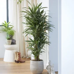 Dracaena Warneckei - Grafisches Grün ganz easy