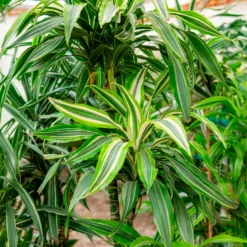 Dracaena Warneckei - Grafisches Grün ganz easy