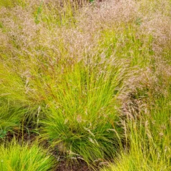 Draht-Schmiele Tatra Gold - Goldlicht im Schatten