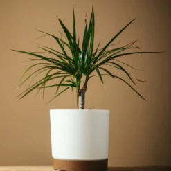 Drakenboom mini - Exotik ohne Aufwand