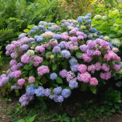 Dreifarbige Bauernhortensie - Drei Farben, ein Strauch
