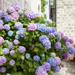 Dreifarbige Bauernhortensie - Drei Farben, ein Strauch