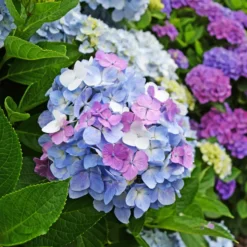 Dreifarbige Bauernhortensie - Drei Farben, ein Strauch