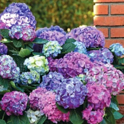 Dreifarbige Bauernhortensie - Drei Farben, ein Strauch