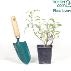 Dreifarbiger Garten-Salbei - Würze und Farbe im Beet