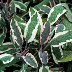 Dreifarbiger Garten-Salbei - Würze und Farbe im Beet