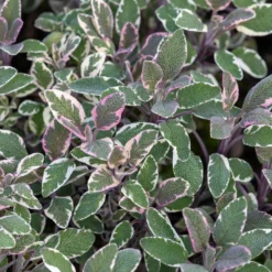 Dreifarbiger Garten-Salbei - Würze und Farbe im Beet