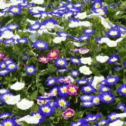 Dreifarbige Winde - Blaue Blüten den ganzen Sommer