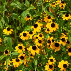 Dreilappiger Sonnenhut - Blütenmeer den ganzen Sommer