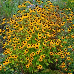 Dreilappiger Sonnenhut - Blütenmeer den ganzen Sommer