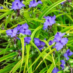 Dreimasterblume Sweet Kate - Goldlaub trifft Violettblüte