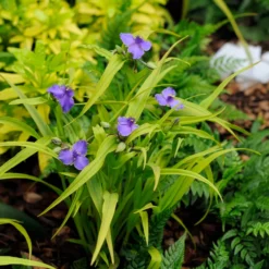 Dreimasterblume Sweet Kate - Goldlaub trifft Violettblüte