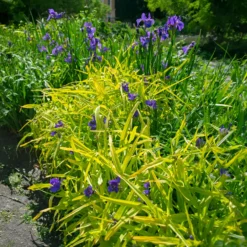 Dreimasterblume Sweet Kate - Goldlaub trifft Violettblüte