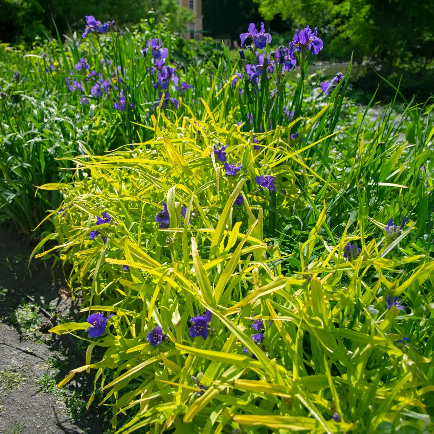 Dreimasterblume Sweet Kate - Goldlaub trifft Violettblüte