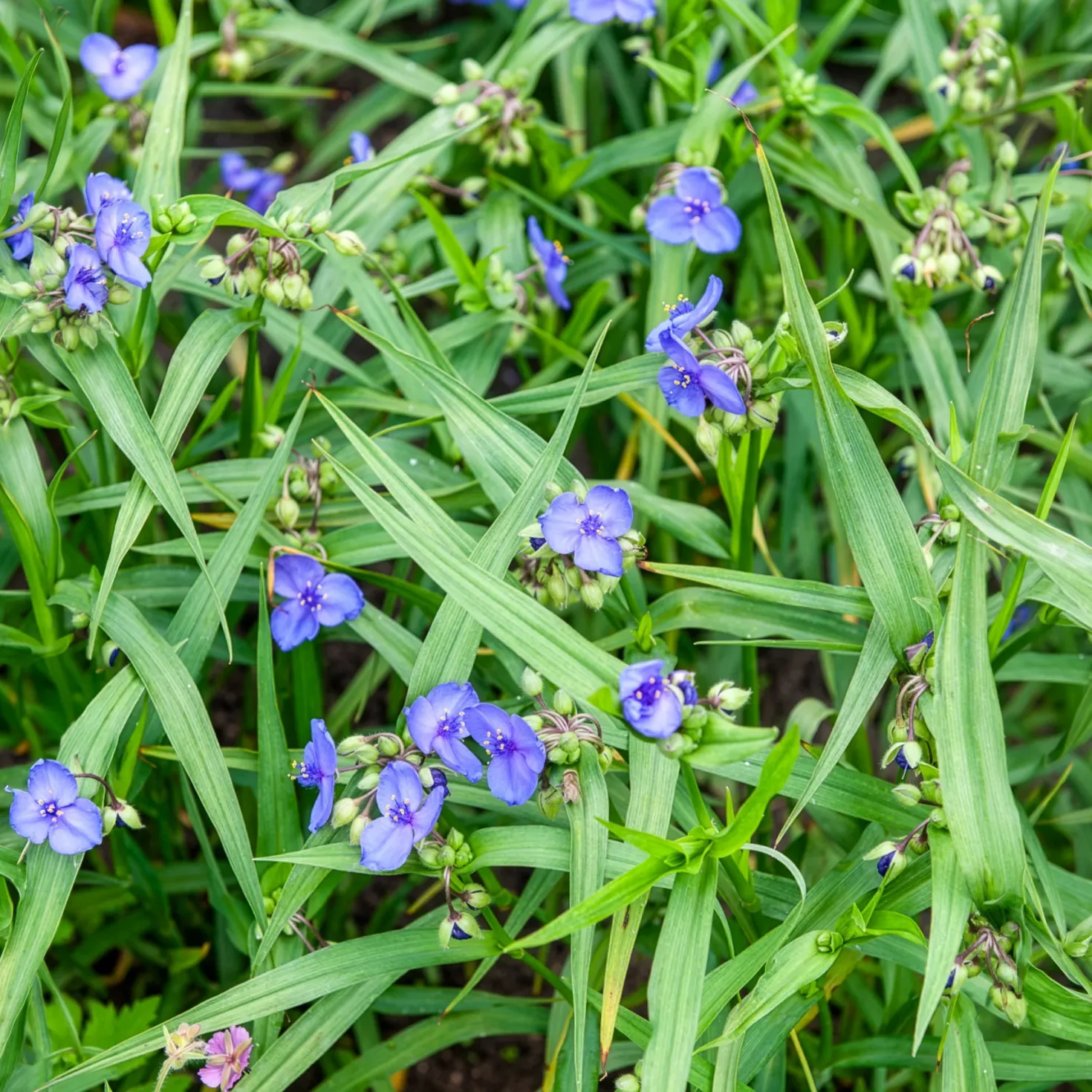 Dreimasterblume Sweet Kate - Goldlaub trifft Violettblüte