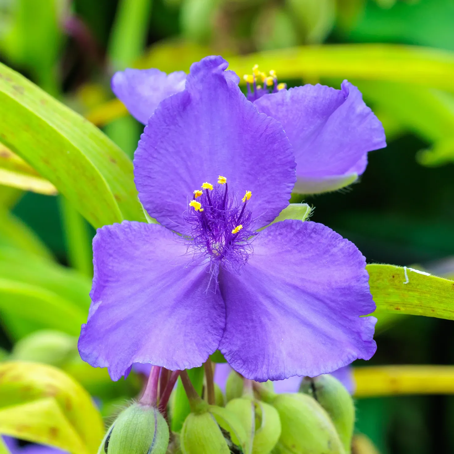 Dreimasterblume Sweet Kate - Goldlaub trifft Violettblüte