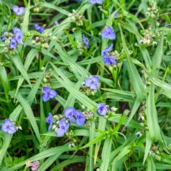 Dreimasterblume ‘Zwanenburg Blue’ - Blaue Blüten den ganzen Sommer