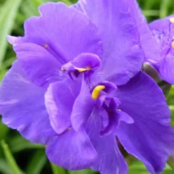 Dreimasterblume ‘Zwanenburg Blue’ - Blaue Blüten den ganzen Sommer