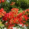 Drillingsblume orange - Sommerfarbe sofort im Topf