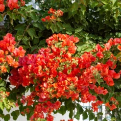 Drillingsblume orange - Sommerfarbe sofort im Topf