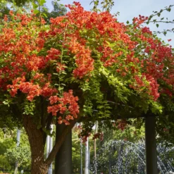 Drillingsblume orange - Sommerfarbe sofort im Topf