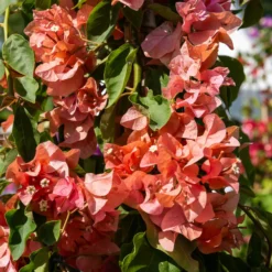 Drillingsblume orange - Sommerfarbe sofort im Topf