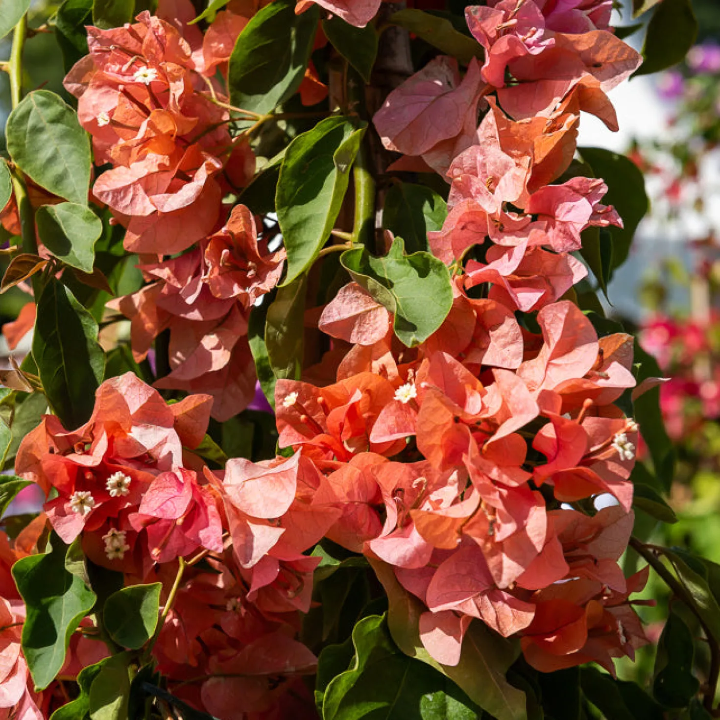Drillingsblume orange - Sommerfarbe sofort im Topf