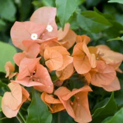 Drillingsblume orange - Sommerfarbe sofort im Topf