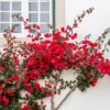 Drillingsblume rot - Mediterranes Flair für zuhause