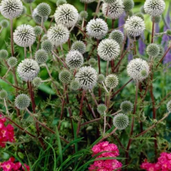 Drüsenblättriger Kugeldistel 'Arctic Glow' - Weiße Kugeln voller Bienen