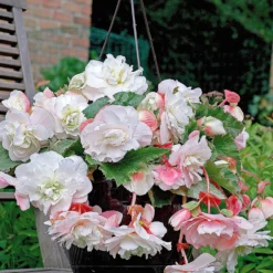 Duft-Begonien Mischung (x9) - Blüten die herrlich duften