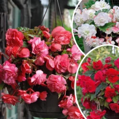 Duft-Begonien Mischung (x9) - Blüten die herrlich duften
