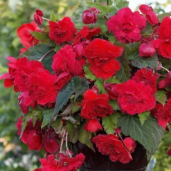 Duft-Begonien Mischung (x9) - Blüten die herrlich duften