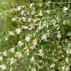 Duftblüte (Osmanthus delavayi) - Duftwolke für den Garten