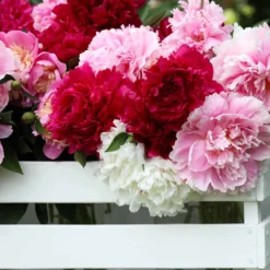 Duftende Pfingstrosen (1 rot + 1 rosa + 1 weiß) (x3) - Ein Blütenmeer in 3 Farben