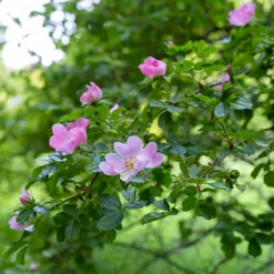 Duftende Wildrose - Duft und Bienen im Garten