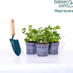 Duftgeranie Pansy (x3) - Blüht und duftet den ganzen Sommer