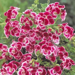 Duftgeranie Pansy (x3) - Blüht und duftet den ganzen Sommer