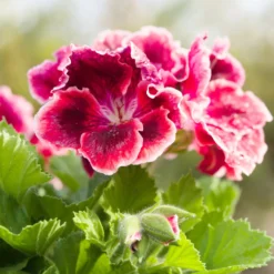Duftgeranie Pansy (x3) - Blüht und duftet den ganzen Sommer