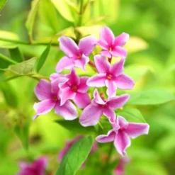 Duftjasmin 'Starry Summer Scent' - Duft und Blüten den ganzen Sommer
