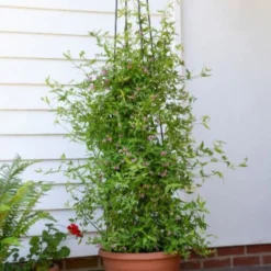 Duftjasmin 'Starry Summer Scent' - Duft und Blüten den ganzen Sommer